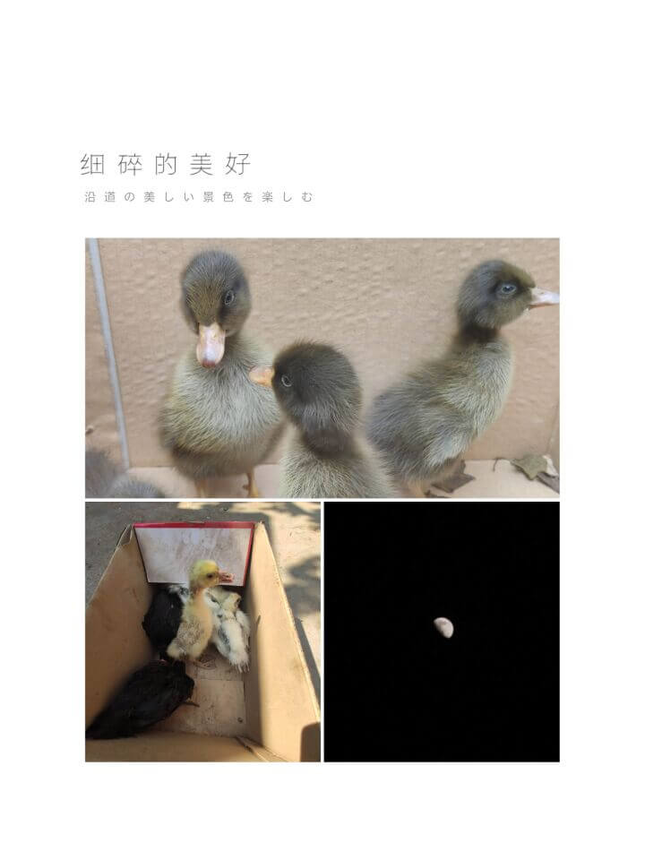 大鹅大鸡小鸭
